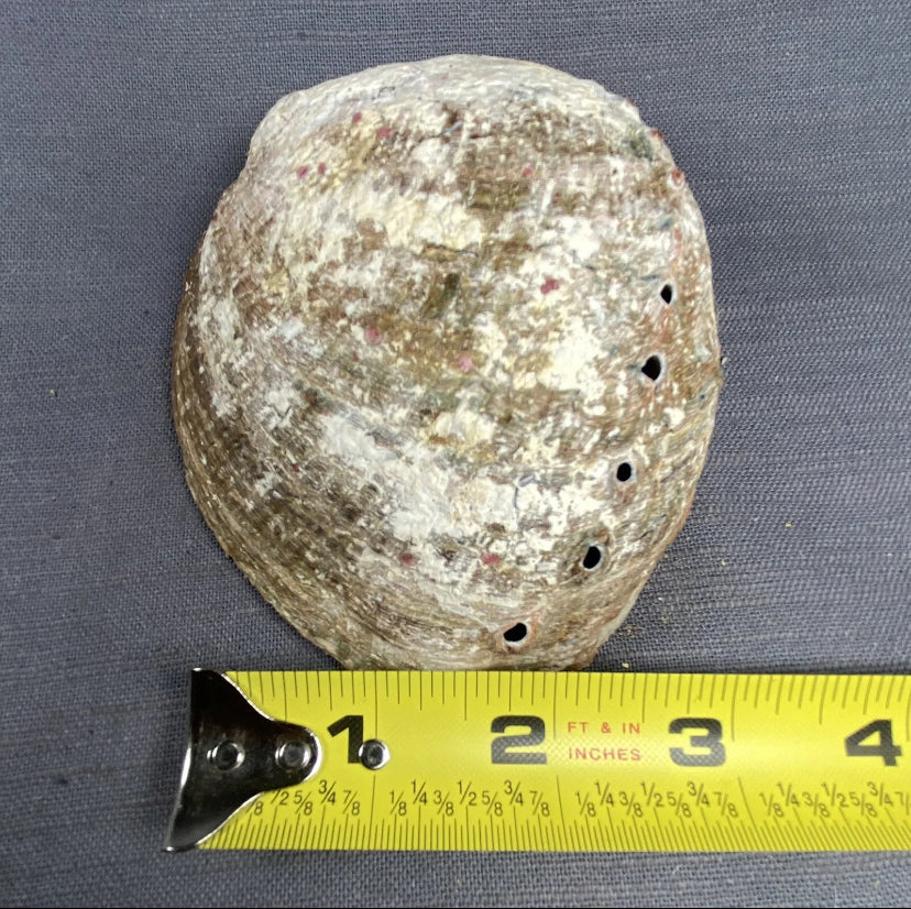 Abalone Shell Smudge Bowl N Hand Carved Tripod Stand Burn Sage Ash Tray Set