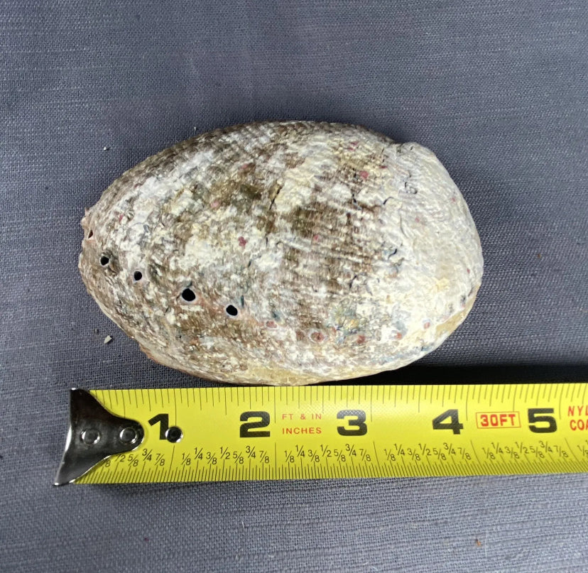 Abalone SeaShell Smudge Bowl Ashtray Scented Candle Molds Incense Burn 4-5 inch