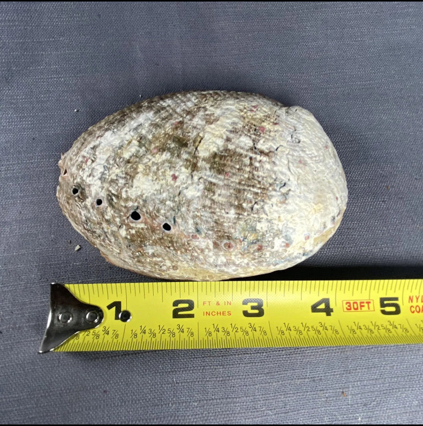 Abalone Shell Smudge Bowl N Hand Carved Tripod Stand Burn Sage Ash Tray Set