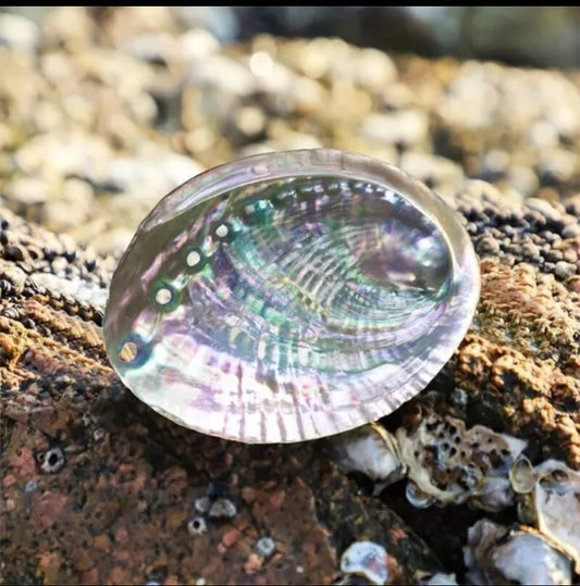 Abalone SeaShell Smudge Bowl Ashtray Scented Candle Molds Incense Burn 4-5 inch