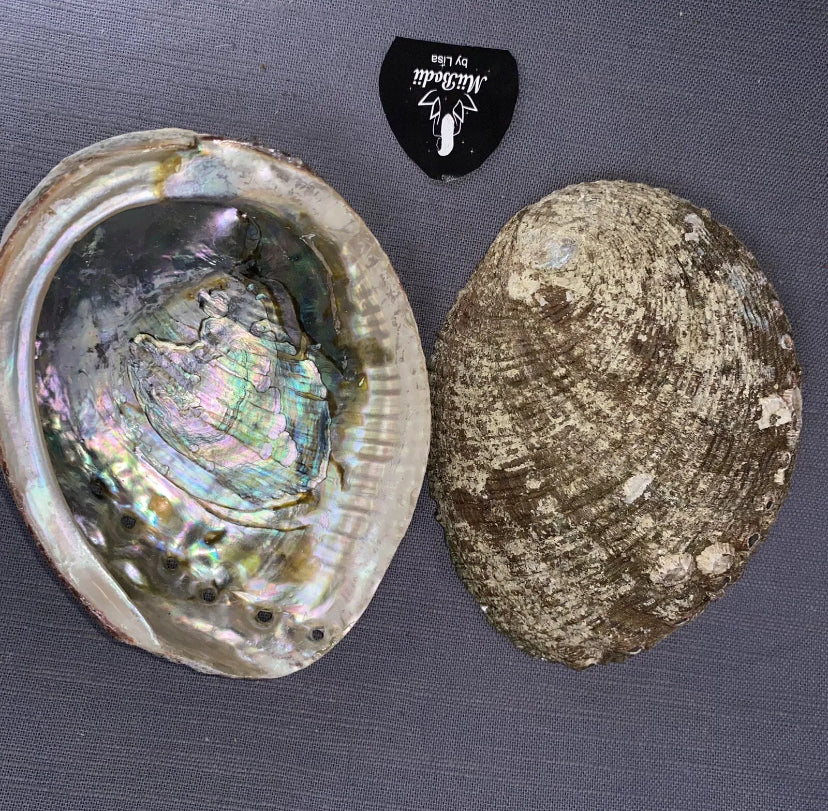 Abalone SeaShell Smudge Bowl Ashtray Scented Candle Molds Incense Burn 4-5 inch